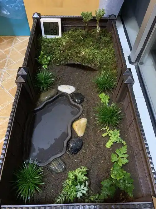 黄缘养殖环境安缘龟缸黄缘龟苗自然饲养箱安缘造景垫材1005043内深37