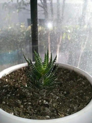 我刚种的(半年左右)多肉植物