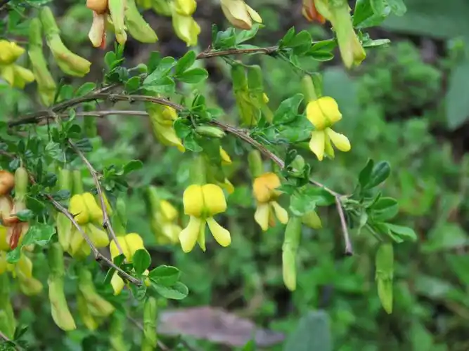 后河保护区锦鸡儿一