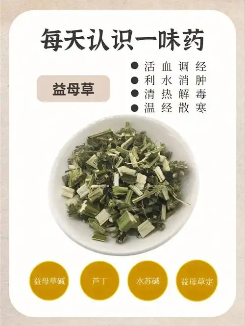 中药科普益母草