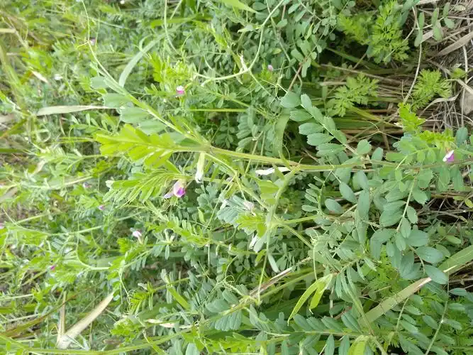 救荒野豌豆成熟了还记得儿时的口哨吗