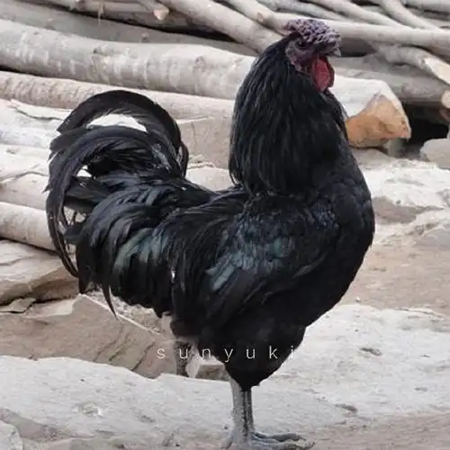 "黑羽,乌肉,花冠,绿蛋"是它独有的特征,也因此