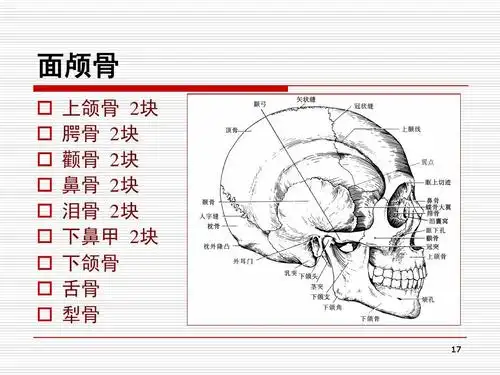 面颅骨                   上颌骨 2块 腭骨 2块 颧骨 2块 鼻骨 2块