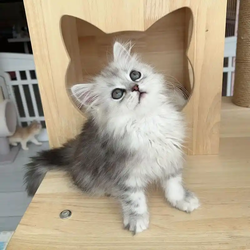 长毛银白高地猫 银白高地妹妹 长毛猫 两个半月的妹妹 甜美脸版 包