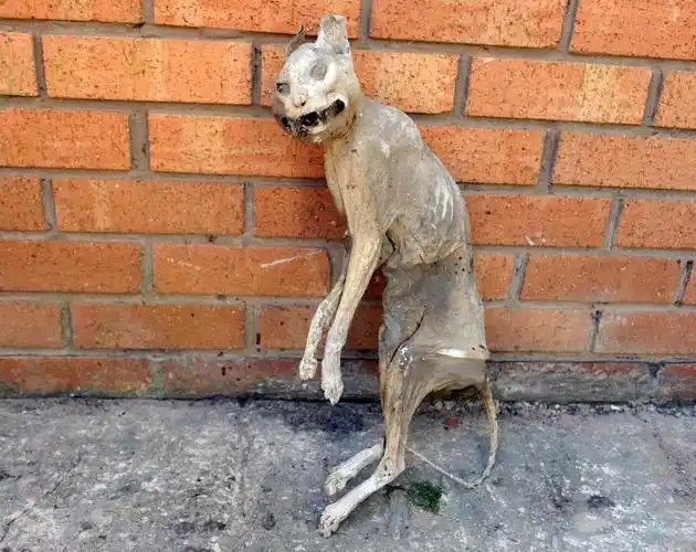 突然翻出了一具可怕的猫干尸,死状狰狞恐怖,发到网上后,不少人称自己