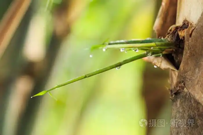 雨后竹叶上的滴水