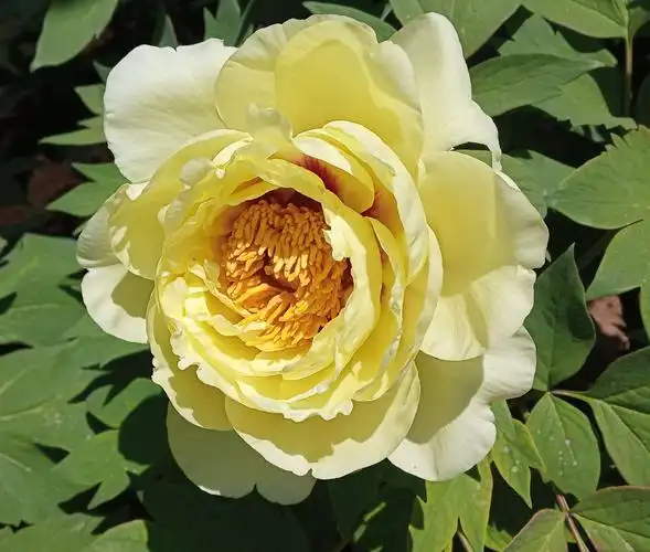 牡丹真国色,极品"御衣黄" - 美篇