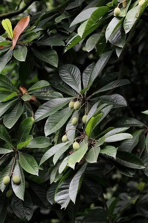 尖叶杜英的果实