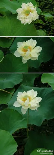 中美杂交品种群,大株,重瓣型品种,花态似牡丹,着花多,开花早.