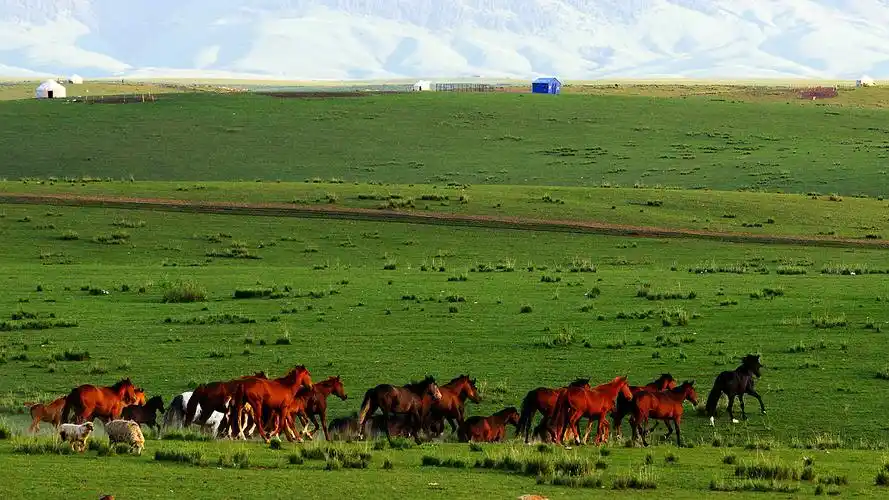 雪山蓝天草原骏马_风景_poco摄影