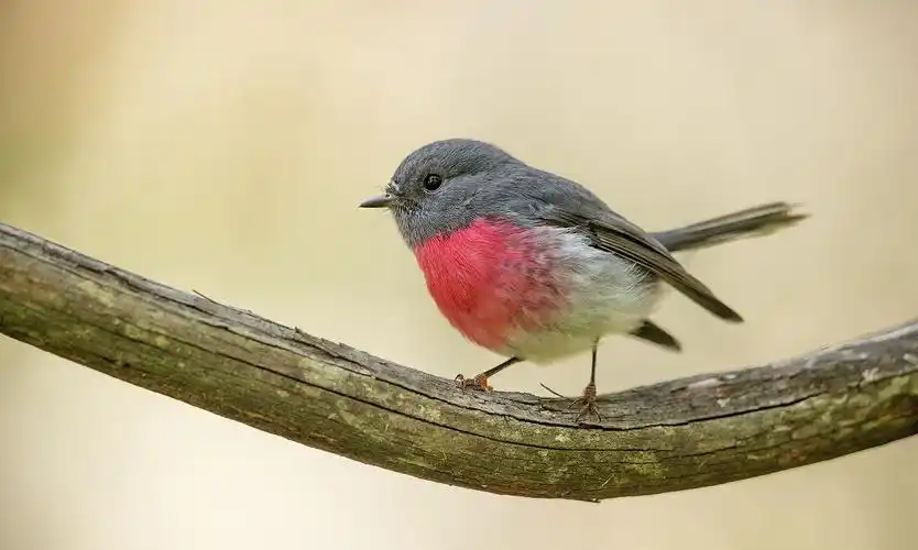 可爱的小鸟,全部是用佳能最新顶级相机eos-1d x mark iii拍摄