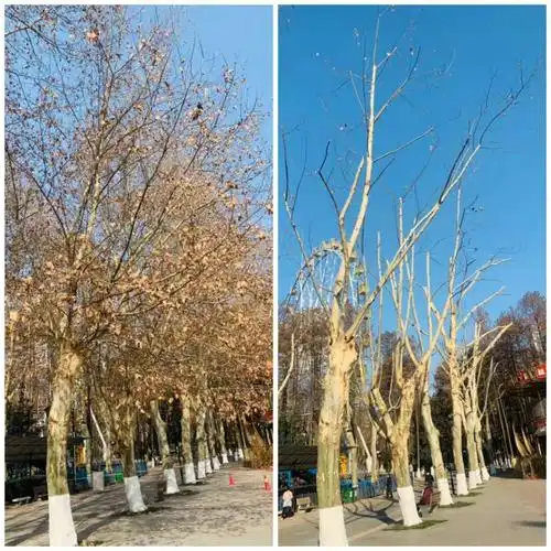 脱掉旧装换新颜 悬铃木开心过新年