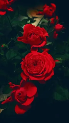 红玫瑰,黑暗,叶子