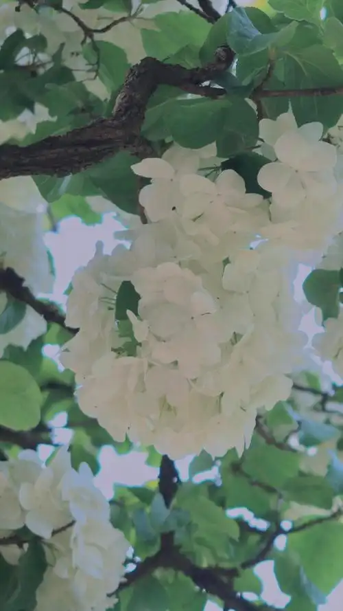 清新淡雅的绣球花