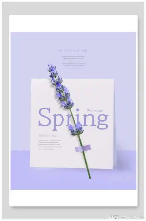 韩式海报唯美简约薰衣草海报素材