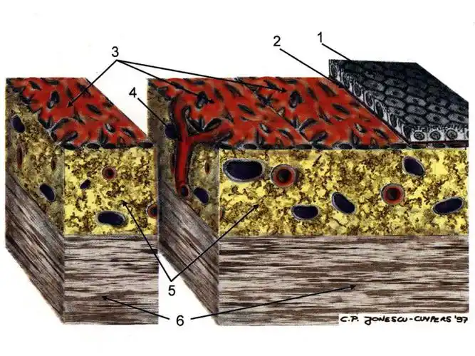 脉络膜结构及血管