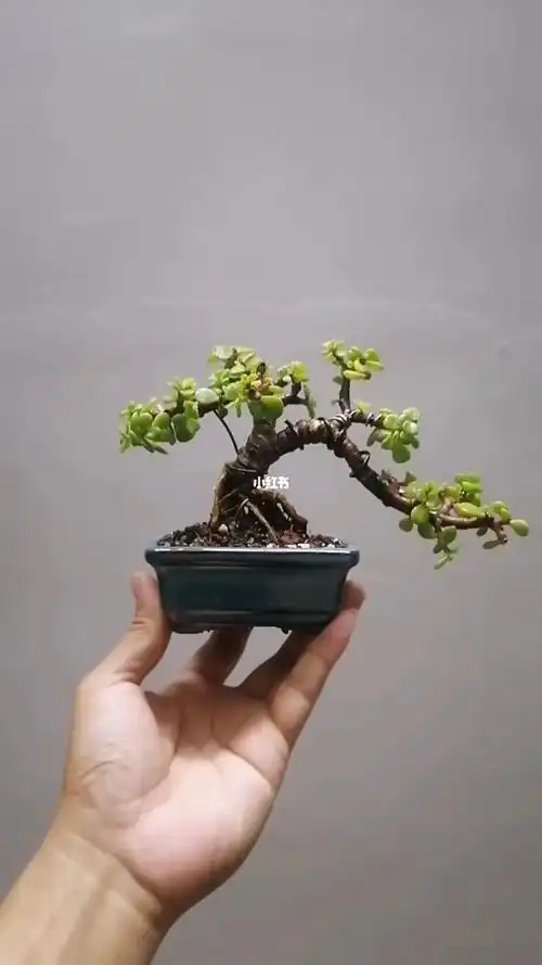 金枝玉叶造型  #提根盆景  #掌上盆景  #微盆景  #新农人计划