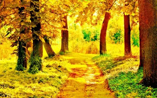 金黄色树林唯美壁纸_披上黄色外衣的树林_风景壁纸
