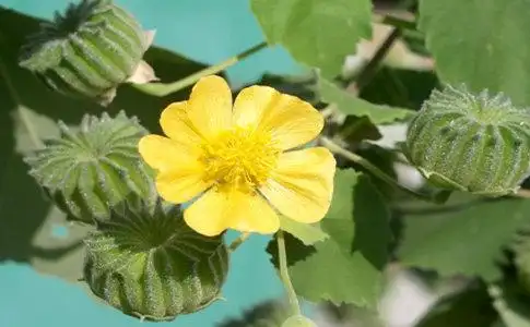 冬葵子与冬葵果的区别