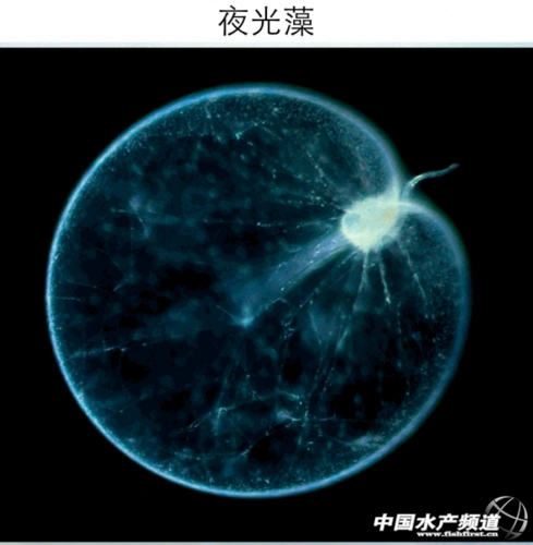 聚合帖14 | 夜光藻的那些事