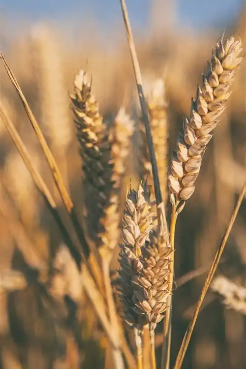 640x960 (iphone 4/4s)