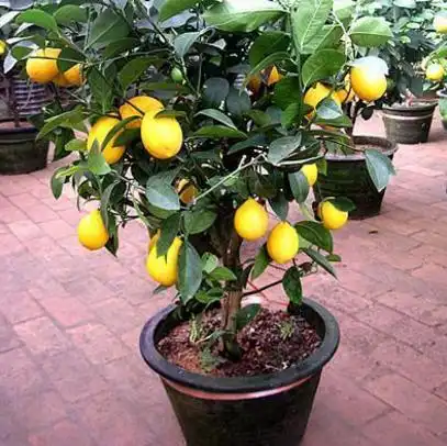 不占地,味道好,结果多,阳台最适合这10种水果盆栽