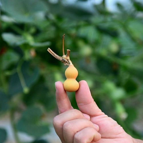 特小手捻葫芦种子盆栽阳台庭院种植小可爱小葫芦种子