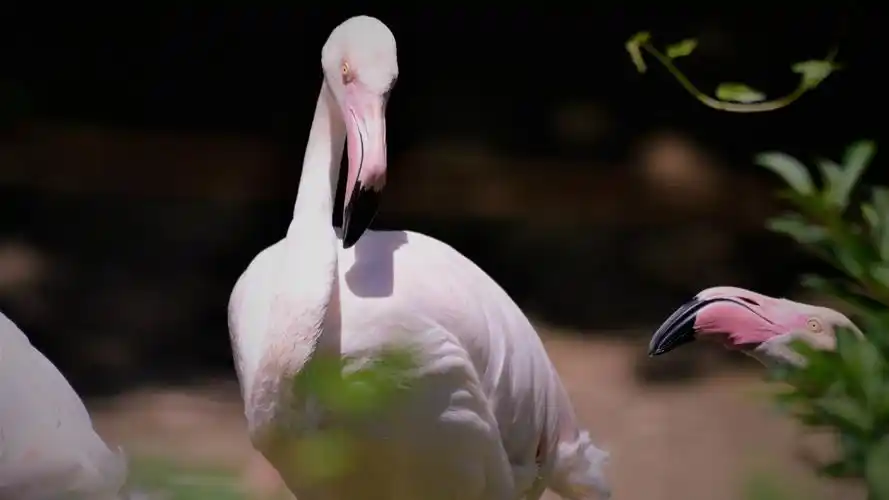 壁纸 火烈鸟,鸟,脖子