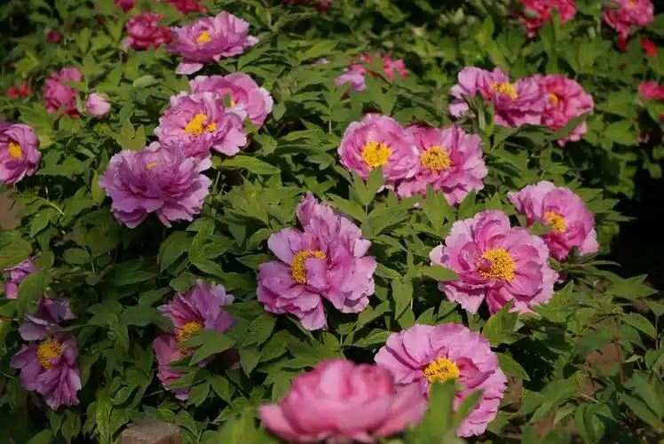 晋祠公园牡丹花盛开,代表富贵吉祥.摄影制作:王强(2017,5.2)