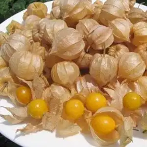 灯笼果包邮免运费新鲜图片