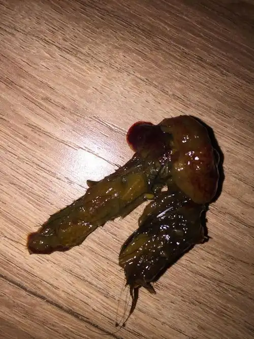 狗狗拉带血的稀便便是什么情况?