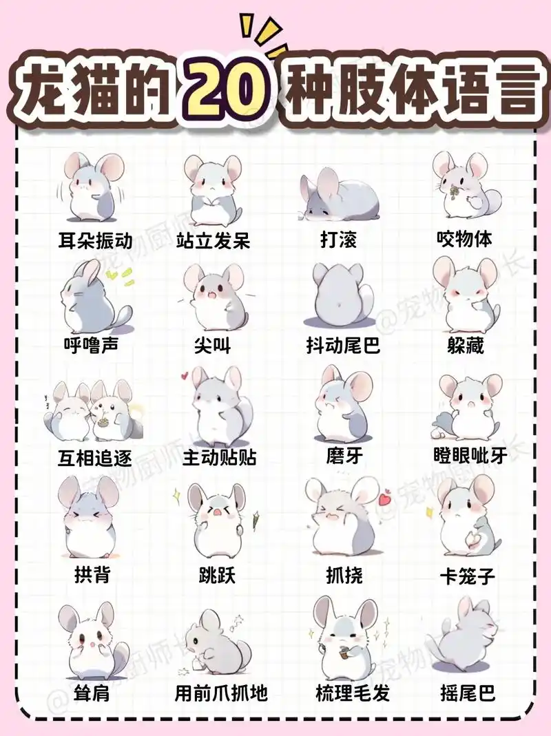 养龙猫 #新手养龙猫 - 抖音