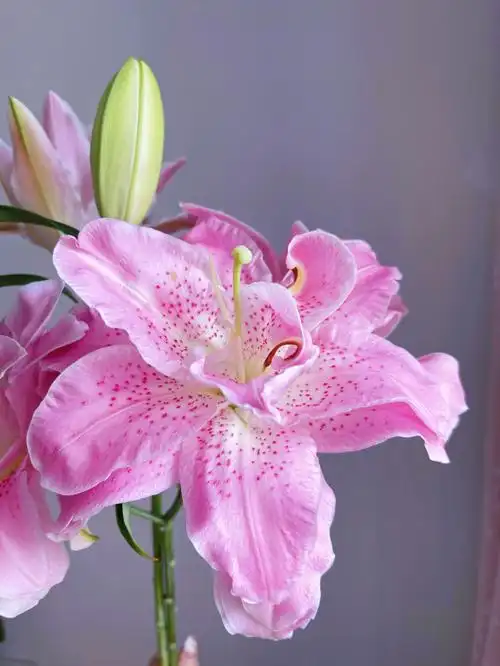 第一次买粉色的拉菲/重瓣百合,粉粉嫩嫩的颜色,就是中间那个点点,香味