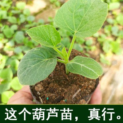 葫芦苗盆栽 天然亚腰胡芦籽天津嘴种子文玩小手捻草里金八宝幼苗