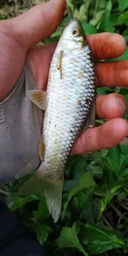 趁着有空赶紧去抽几竿 - 钓鱼之家