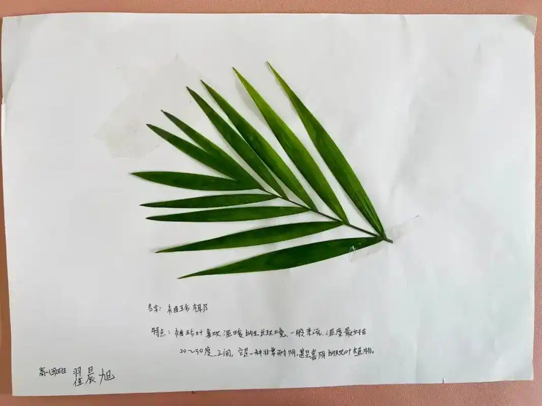 柘城新城高级中学 生物标本创意制作活动优秀作品展(2) - 抖音