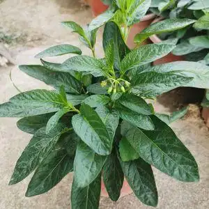 珍贵树苗盆栽南方人参果苗人心果树苗带果发货人参水果果苗树四季果树