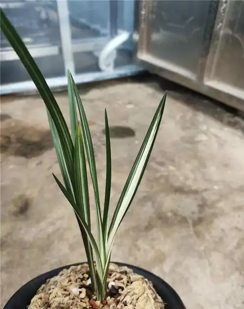 上等春剑兰花(最经典的春剑品种)_花伴网