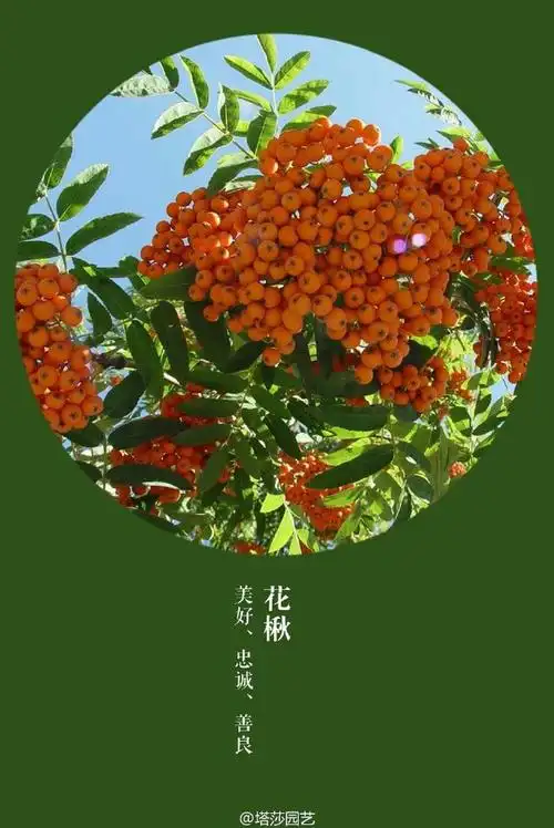 花楸是落叶乔木,秋冬季枝条上结满了红色的果实,傲雪凌寒,红艳可爱.