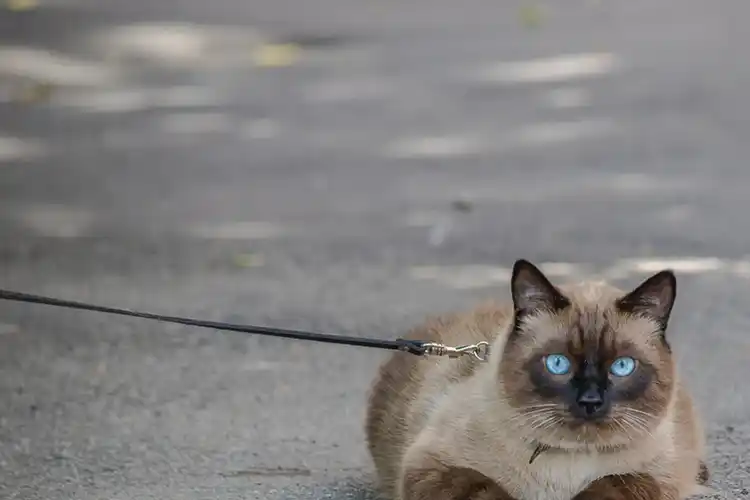 猫中哈奇士,暹罗猫好养吗?性格如何?_猫咪_品种_生活