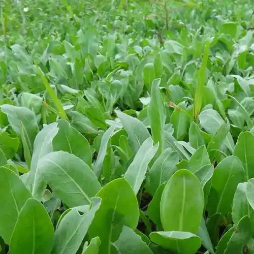 板蓝根除草剂板蓝根种子哪里有
