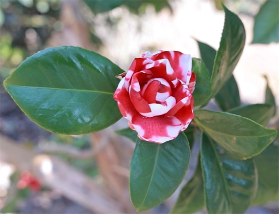 冷水滩:山茶花迎春绽放-永州新闻网