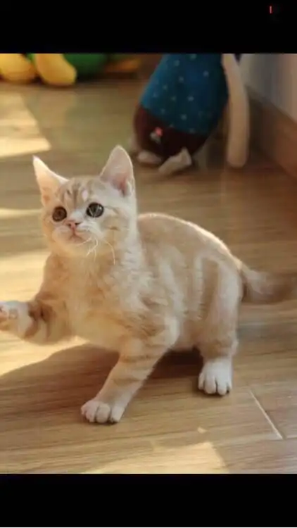 美短有乳色嘛各位