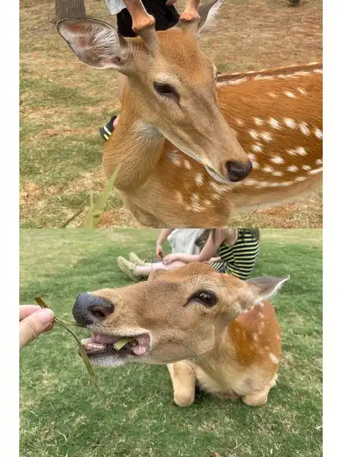 一定要去长生鹿苑看梅花鹿