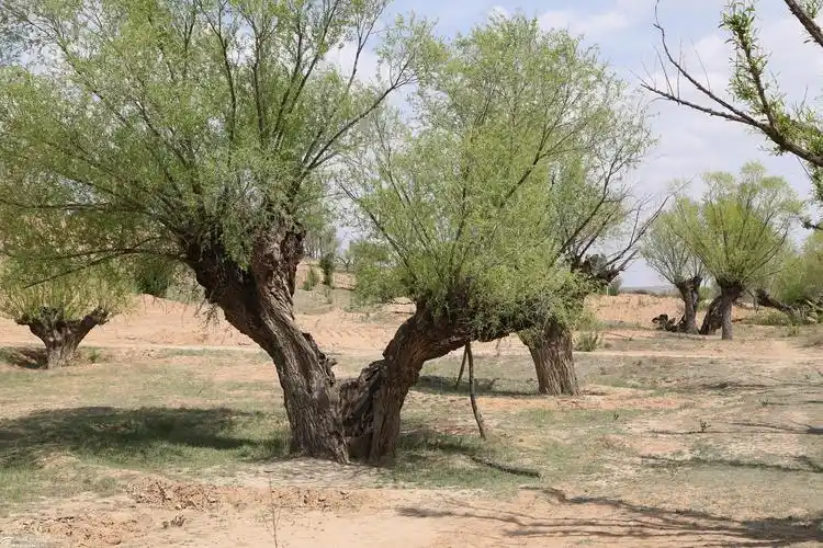 旱柳种植技术 - 江苏丹阳现代农业产业示范园