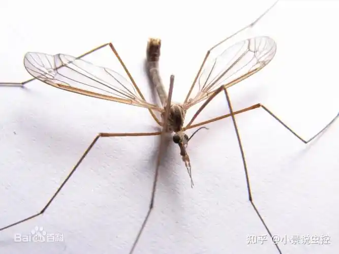 公蚊子:我要为自己"伸冤"!