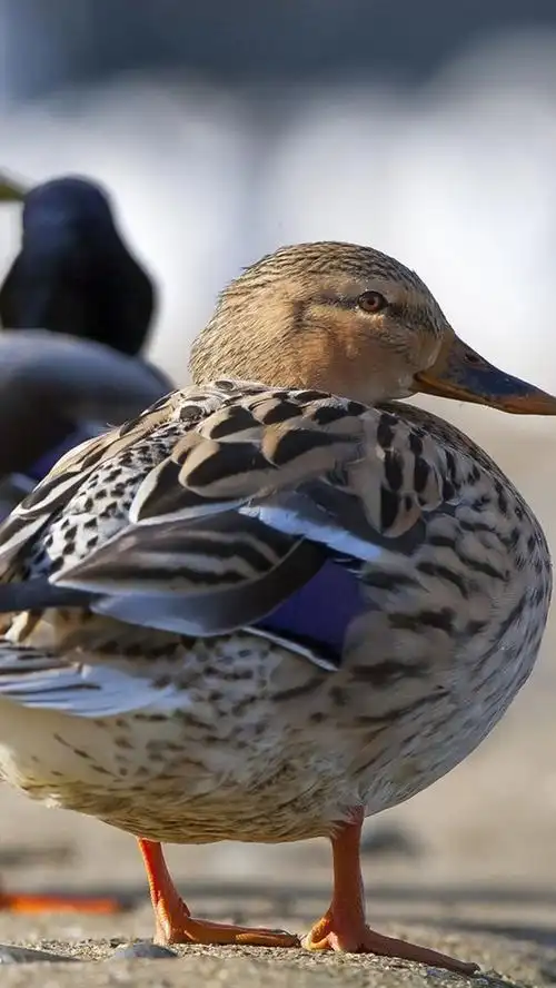 iphone 壁纸 鸭子,鸟摄影