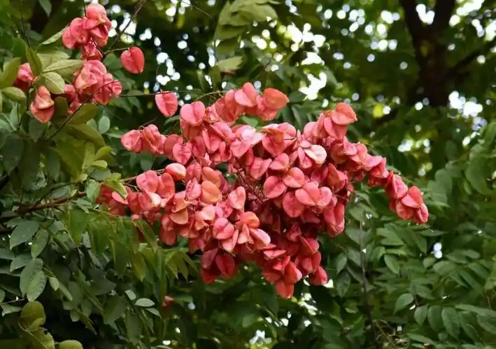 复羽叶栾树/灯笼树/国庆花