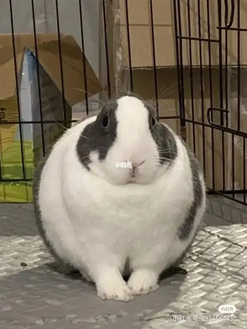兔子  天哪,0600好圆润的兔子,体型好大,身体胖胖的,这是吃了