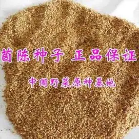 茵陈种子白蒿茵陈蒿茵陈籽野菜种植基地山野菜种子1斤 包邮